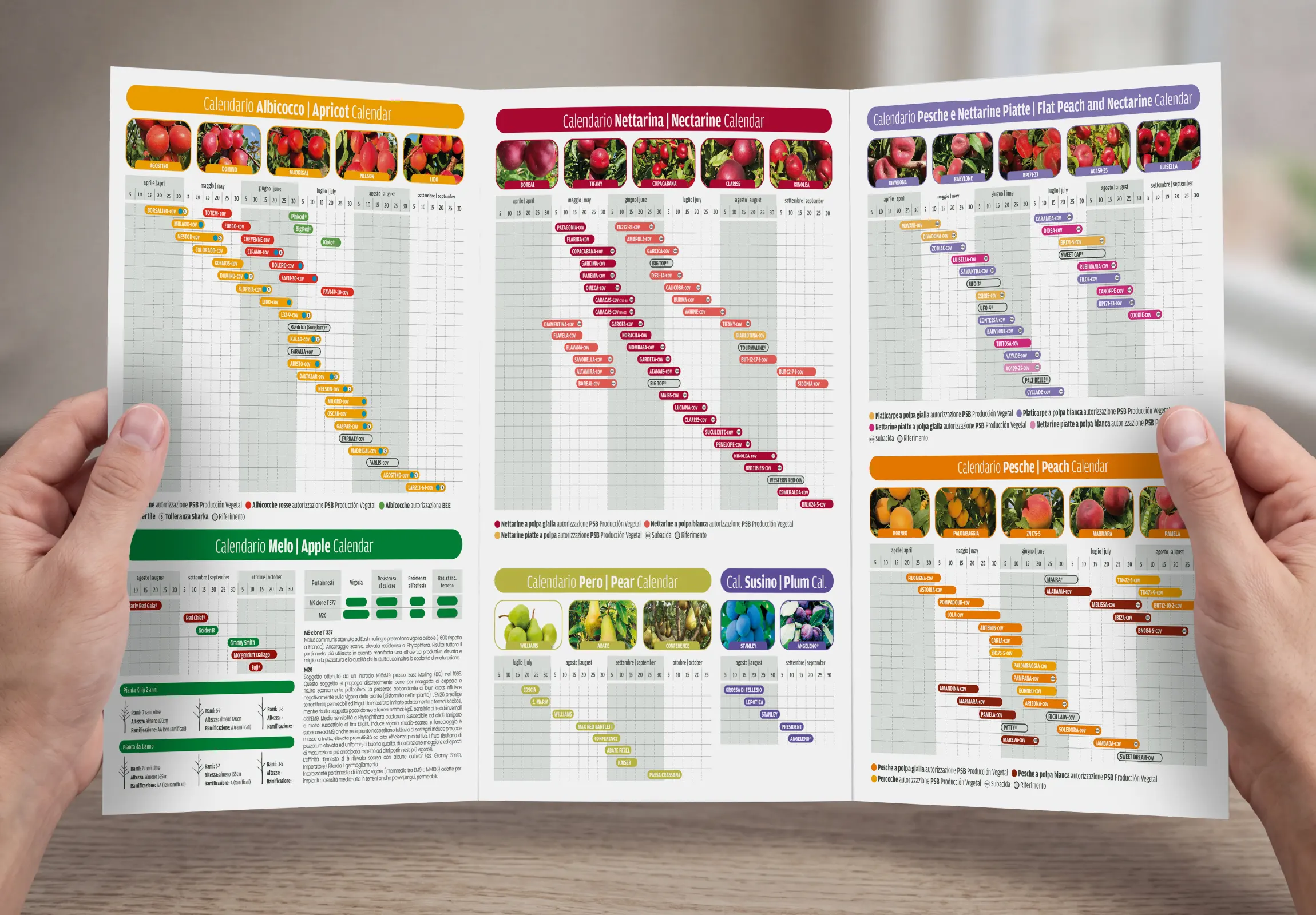 Il pieghevole Top Plant aperto sui calendari di maturazione delle varieta di albicocco, nettarina, pesca, melo e pero